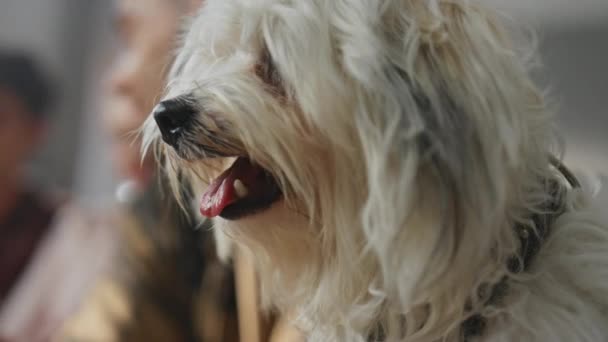 Niedliche Haustiere Ruhen Mit Den Menschen Sonnigen Morgen Wohnung Aus — Stockvideo