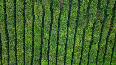 Yeşil arazi yetiştiren çay tarlaları. Üst hava manzaralı hasat hatları dokusu ortamı. Canlı, gür manzara çalılıkları dağlık araziyi çok yavaş çekimde çiziyor. Tarım ürünü kavramı