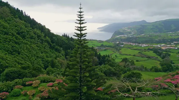 Hava yeşillik tepeleri yazın kasvetli denizi. İnsansız hava aracı manzaralı dağ kayalıkları alçak bulutların altındaki yemyeşil ormanı kapladı. Gri okyanus suyu, fırtınalı bir günde kıyı şeridini yıkıyor. Yağmur mevsimi