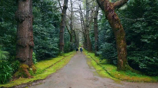 Two people walking forest trail at gloomy day. Unrecognizable silhouettes crossing wild pathway through woodland corridor. Hiking asphalt road at fir trees place super slow motion. Wood landscape