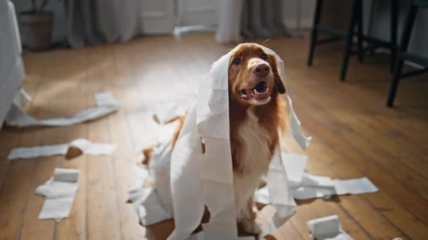 狗狗在公寓客厅里用卫生纸玩乐 健康有趣的宠物 裹着白色餐巾坐在家里地板上 可爱的小狗独自在空荡荡的房子里玩耍 友善的小狗行为不当 — 图库视频影像