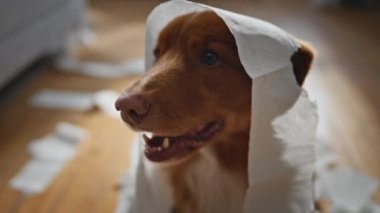 Tuvalet kağıdına sarılı, evde tek başına oturan sevimli köpek. Boş oturma odasını kirleten sevimli bir köpek portresi. Evcil hayvan evde beyaz peçetelerle oynarken yaramazlık yapıyor..