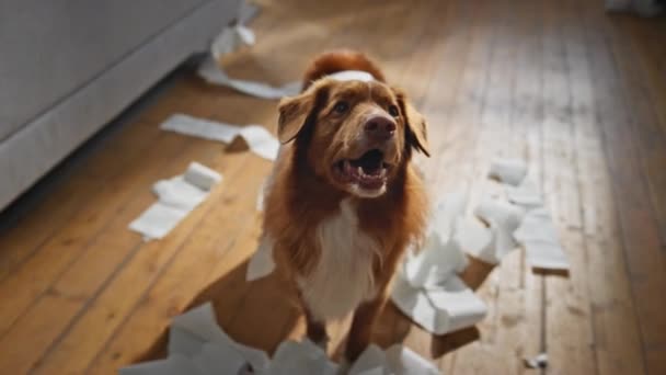 Słodki Zwierzak Źle Się Zachowuje Domu Niegrzeczny Puszysty Pies Rozkręca — Wideo stockowe