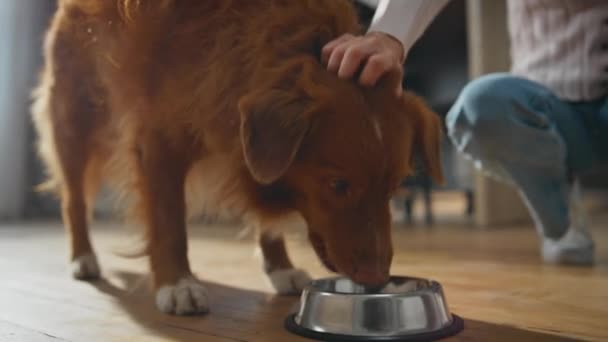 健康的狗在家里吃金属碗里的食物 笑着给可爱的宠物喂食的年轻女人在公寓里爱抚绒毛 爱犬的主人照顾纯种动物感受爱 — 图库视频影像