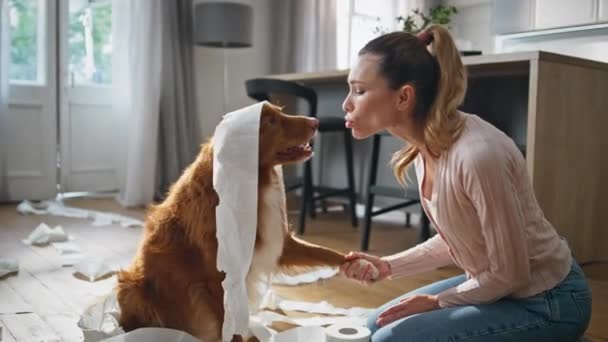 Suloinen Koira Nuolee Omistaja Hauskaa Yhdessä Asunnossa Vessapaperiin Kääritty Hauska — kuvapankkivideo