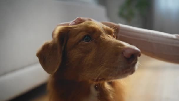 Nahaufnahme Niedliche Hundeschnauze Die Von Unkenntlichen Besitzern Der Wohnung Gestreichelt — Stockvideo