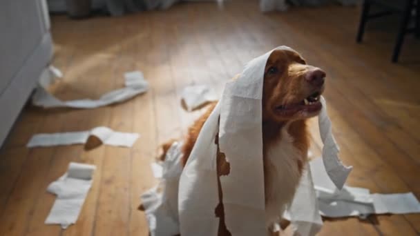用卫生纸包裹的狗被扔在公寓的地板上 很滑稽 有趣可爱的宠物客厅 头戴餐巾纸 可爱的毛绒绒动物在家里玩耍弄得一团糟 小狗狗行为不当 — 图库视频影像