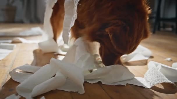 아파트 바닥에 강아지 물리는 화장지 클로즈업 집에서 게임을 즐기는 냅킨을 — 비디오