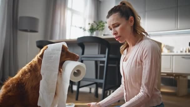 女孩看着不服从命令的狗在家里嚼着卫生纸 可爱纯真的宠物感到内疚 裹着白色的餐巾在公寓里 惊慌失措的女人在客厅里行为失礼 — 图库视频影像