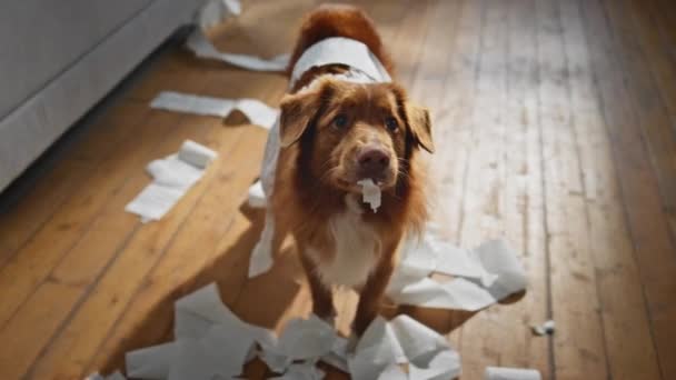 Haustier Essen Toilettenpapier Wohnung Wohnzimmer Nahaufnahme Ungehorsamer Flauschiger Hund Der — Stockvideo