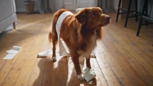Słodki Pies Robi Bałagan Salonie Zamkniętymi Drzwiami Niegrzeczny Brązowy Zwierzak — Wideo stockowe