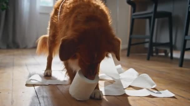 Zabawny Pies Bawiący Się Papierem Toaletowym Pustym Domu Bliska Zabawny — Wideo stockowe