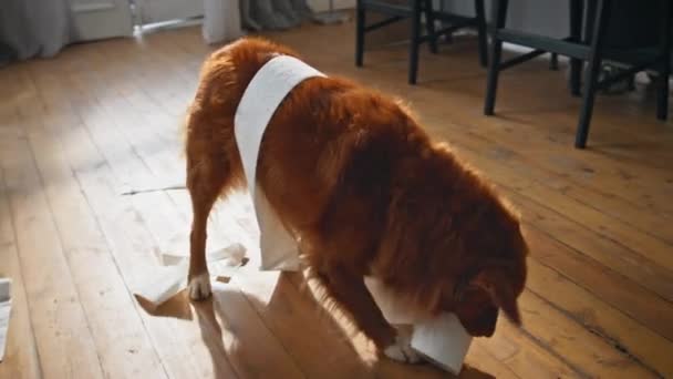 Naughty Pet Mastigar Papel Higiênico Chão Apartamento Moderno Perto Cão — Vídeo de Stock