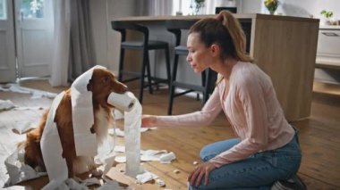 Modern oturma odasında hayal kırıklığına uğramış köpek terbiyesizliği yapan bir kadın. Üzgün kız dairede tuvalet kağıdına sarılı yaramaz evcil hayvana bakıyor. İtaatsiz hayvan evini dağıttıktan sonra kendini suçlu hissediyor..