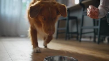 Kız yere köpek kasesi koyuyor. Sağlıklı hayvanlar evdeki metal tabaklardan kuru besin yemeye başlarlar. Mutlu, gülümseyen, pofuduk bir hayvanı okşayan genç kadın. Sevgi dolu dişi safkan köpek yavrusuyla ilgileniyor.