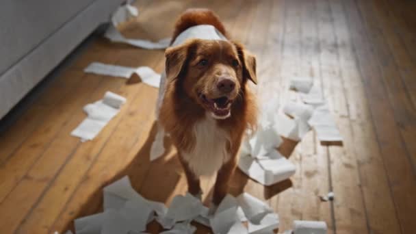 淘气的狗使现代公寓的混乱近在咫尺 漂亮的纯种宠物打开卫生纸在房子地板上 友善的小狗一个人在家里乱作一团 可爱的小狗在室内享受游戏 — 图库视频影像