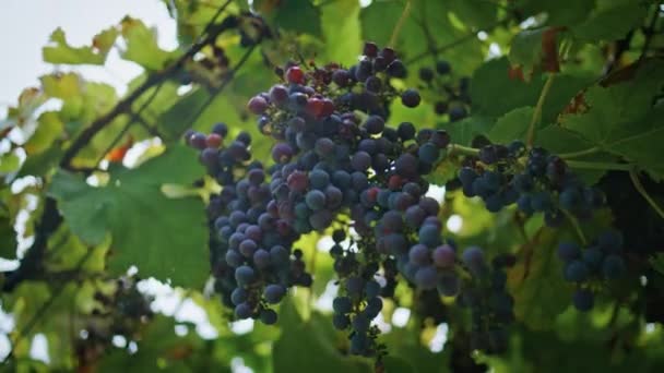 Großaufnahme Blaue Trauben Die Weinreben Weinberg Hängen Saftige Bündel Bio — Stockvideo