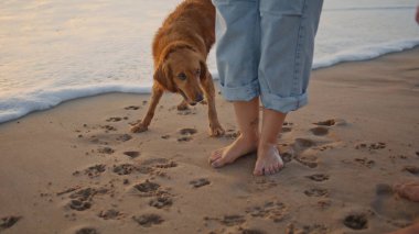 Sahipleriyle sahilde oynayan şirin bir köpek. Deniz kıyısında ayakta duran iki bacak. Komik kızıl evcil hayvan tanınmayan insanlarla eğleniyor. Bilinmeyen çift okyanus kıyısının tadını çıkartıyor.