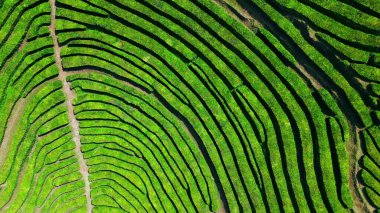 Yeşil çay tarlası sıraları hava manzaralı. Çarpıcı geometrik şablon drone atışı. Dağlık arazilerdeki yemyeşil çalıların resimli güzelliği. Nefes kesici doğa sahnesi. Kırsal yaşamın sükuneti.