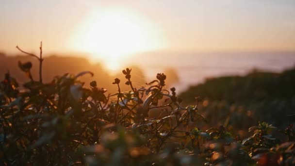 Grass Silhouette Morning Sunlight Shore Closeup Tranquil Sunset Dusk Coast — Stock Video