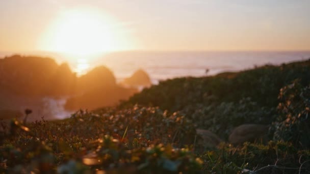 Peaceful Sunset Ocean Shore Landscape Closeup Flowers Silhouette Hills Scenic — Stock Video