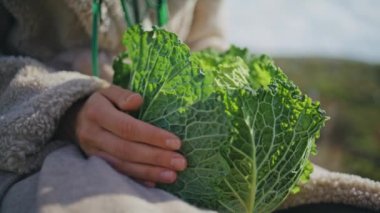 Lahana kafalıyı yakından tutan kişi. Güneşli bir günde taze yeşil lahana. Meçhul kadın çiftçi yapraklı sebze hasadını dikkatlice kontrol ediyor. Sahada sağlıklı çiğ salata malzemesi.