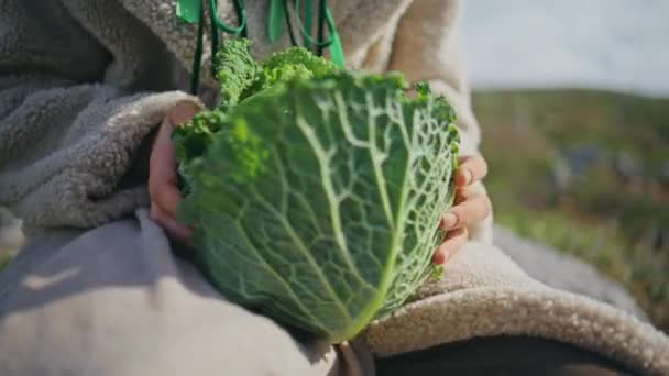 Hands Holding Green Cabbage Sunlight Closeup Farmer Checking Gently Cradling — Stockvideo