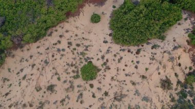 Drone manzaralı, kum tepecikli yeşil bitki örtüsü. Manzarada ortaya çıkan doğa örnekleri. Vahşi bitki örtüsü ve kurak arazi. Huzurlu vahşi doğa rahatsız edilmeden duruyor. Ekolojik güzellik panoromisi