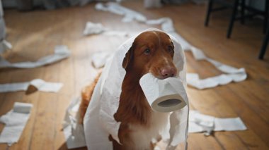 Köpek yavrusu tuvalet kağıdıyla oynuyor ve boş bir dairede tek başına oynuyor. Ağızda peçete tutan sevimli köpek oturma odasını kirletiyor. Şakacı, komik evcil hayvan evde kendini suçlu hissediyor..
