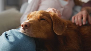 Sabah apartmanında dizlerinin üzerine çökmüş köpeğini okşayan sakin bir kadın. Rahatlamış güzel bir kız sevimli köpeği okşuyor kocasıyla sakin bir hafta sonu tatili geçiriyor. Mutlu aile sevgisi sevimli hayvan.