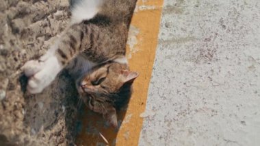Tembel kedi, güneş ışığını dikey seyrediyor. Köyün caddesinde dinlenen komik hayvan güneş ışınlarının tadını çıkarıyor. Sıcak beton yüzeyde güneşlenen sevimli bir hayvan. Kahverengi beyaz kedi kırsal bölgede tek başına uzanıyor.