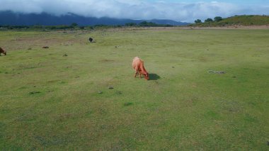 Kahverengi inekler bulutlu gökyüzünün altında otluyor. Evcil hayvanlarla sakin kırsal alanların insansız hava aracı görüntüsü. Yeşil kırsal alan ve sakin bir atmosferde sığırlar. Hayvan otlağının huzurlu manzarası