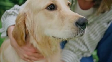 Şirin köpek ağızlığı, yeşil doğayı yakından okşayan bir kadının tadını çıkarıyor. Mutlu Golden Retriever 'lar. Yaz parkında gülümseyen bir bayan tarafından okşanıyorlar. Neşeli kız dışarıda güzel hayvan kürkünü okşuyor.