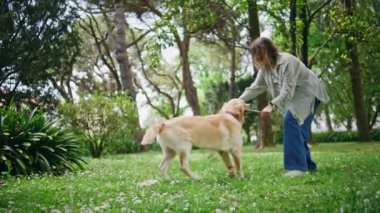 Kadınlar yaz günü çimenli parkta köpeklerle oyun oynamaktan hoşlanırlar. Mutlu hayvan sahibi Golden retriever 'ı yeşil renkli bir sopayla oynuyor. Enerjik bir bayan tatlı bir arkadaşla eğleniyor..