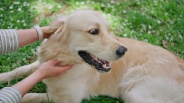 Tüylü Golden Retriever, yeşil doğadaki bilinmeyen sahibi tarafından okşandı. Sevgi dolu kadın ellerinin okşadığı çimlere uzanan mutlu sağlıklı köpek. Safkan evcil hayvan, sevgi dolu bir anın tadını çıkar çayırda rahatlarken.