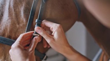 Atlı kadın otlakta dizginleri bağlıyor. Tanınmayan bayan, kahverengi atı ahırda yarışa hazırlıyor. Kimliği belirsiz bir kadın deri ekipman tutuyor ve parmaklarıyla hayvana yardım ediyor.