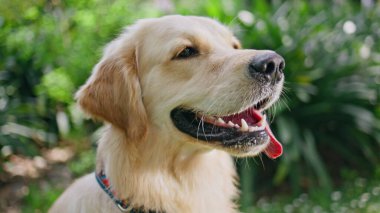 Güzel Golden Retriever 'ın portresi, dili dışarıda mutlu ve yeşil doğada rahatlamış görünüyor. Bahçede oturan, yeşil yakalı sağlıklı bir köpek. Dost canlısı, sadık bir hayvan..