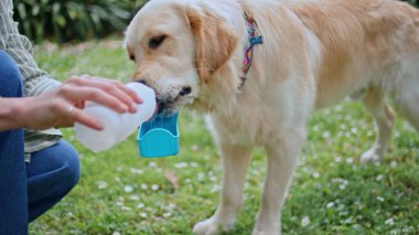 Susamış Golden Retriever, parktaki şişe sahibinden su içiyor. Saf köpek, yeşil bahçedeki ilgili kadın tarafından sulandırılmış. Evcil hayvan sıcak yaz gününde ferahlatıcı su içmenin tadını çıkarıyor. Hayvan dostluğu