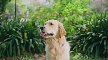 Golden Retriever parkında, dili yakın oturuyordu. Yeşil bitki örtüsünde poz veren sadık köpek. Sakin bir yaz günü bekleyen kadın sahibi. Gülümseyen kadın güzel bahçede sevimli, sağlıklı hayvan kürkü okşuyor..