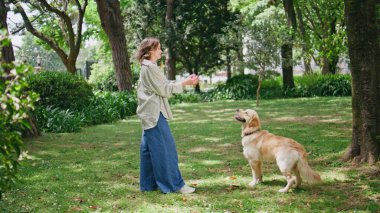 Sunny Park 'ta bir kadın top atıp evcil hayvan besliyor. Çimenlerde koşan enerjik tüylü köpek kadın sahibinden oyuncak yakalıyor. Gülümseyen kız güzel doğada sevimli safkan hayvanla oynuyor..