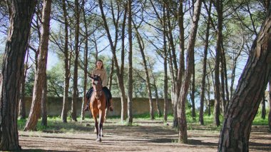 Güneşli ormanda dört nala koşan aktif kovboy kız. Çevresi yeşilliklerle çevrili kahverengi aygırla antrenman yapan mutlu bir kadın. Equestrienne 'li kadın yeşil doğada ata biniyor.