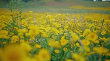 Sarı papatyaları olan bir yaz tarlası. Taze çiçekli güzel bir bahar bahçesi. Kasvetli ışıkta çiçek açan çimenler. Çayırlarda yetişen yaban çiçekleri. Kırsal doğa kavramı