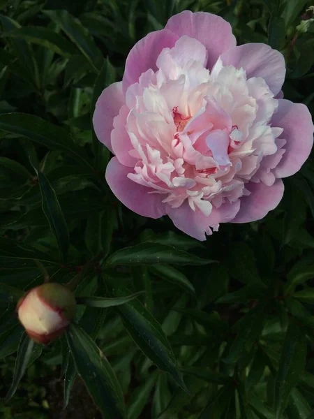 Цветок Пиона Полном Цвету Один Бутон — стоковое фото