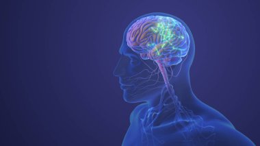 Beyin Anatomisi 3D resimli İnsan Merkezi Sinir Sistemi