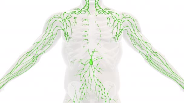 Anatomie Système Lymphatique Humain — Video