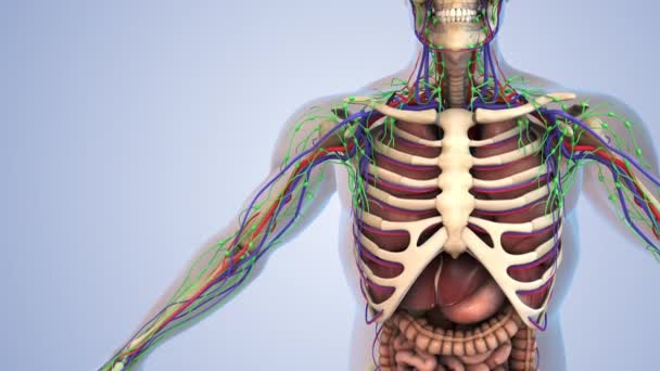 Mänsklig Anatomi För Lymfsystemet Skelettet Nervsystemet Och Cirkulationssystemet — Stockvideo