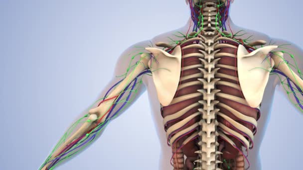 Anatomia Człowieka Układzie Limfatycznym Szkieletowym Nerwowym Krążeniowym — Wideo stockowe