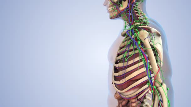 リンパ系 骨格系 神経系および循環系のためのヒトの解剖学 — ストック動画