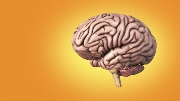 Die Medizinische Struktur Des Menschlichen Gehirns — Stockvideo