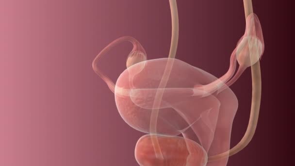 女性生殖器系解剖学的背景 — ストック動画
